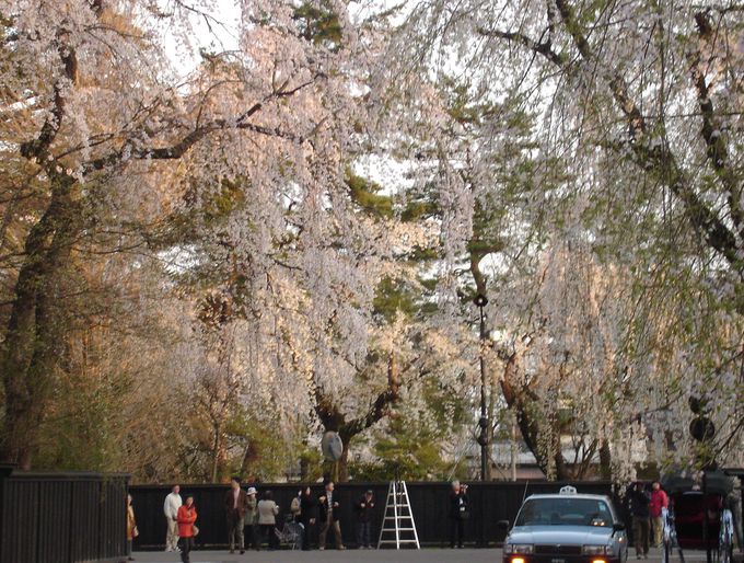 400本の枝垂れ桜と桧木内川堤ソメイヨシノ