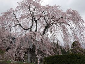 仁王門前の枝垂桜はまるで鳳凰！霊犬早太郎伝説の長野「光前寺」