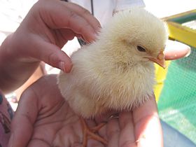 ��������s�́u����Ƃ蓮�����v�����R�����铮�����Ƃ��đ�l�C�I�̋L���T���l�C��