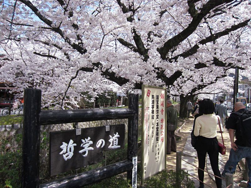 哲学の道からスタート！桜のトンネルで始まる京都お花見散歩