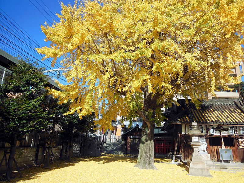 大阪府寝屋川市の住吉神社の紅葉でほっこり