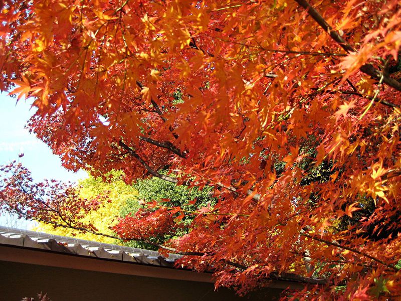 こんなに美しい紅葉が無料！東京・荻窪の日本庭園「大田黒公園」