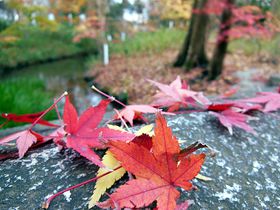 ���s�ň�Ԓx���g�t�I������ƕs�v�c�ȔN���ɐF�Â����̐X�I�̋L���T���l�C��