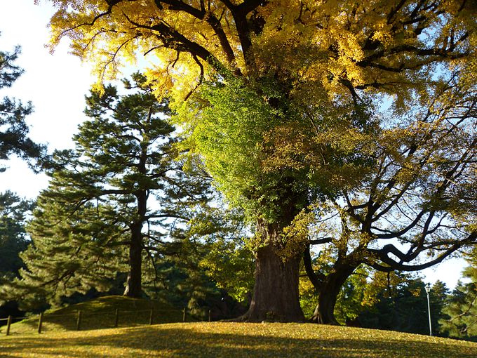 京都御苑内、凝華洞跡の巨木