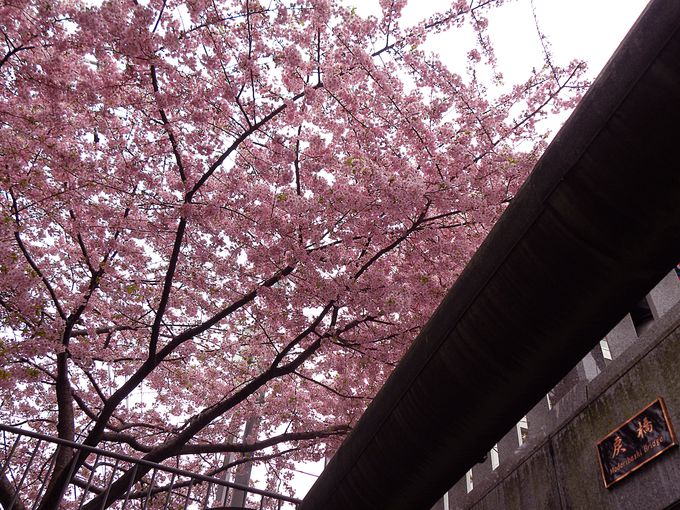一条戻橋の河津桜