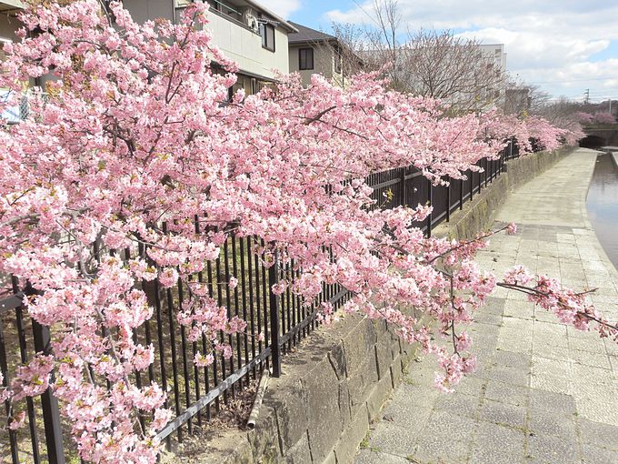 京都の河津桜といえば淀水路