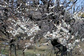 {IN̕Ɂw[厛E_Ax()yނ̋LTlC