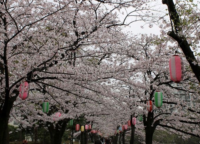 水辺の町並みが美しい 江東区おすすめお花見スポット４選 東京都 トラベルjp 旅行ガイド