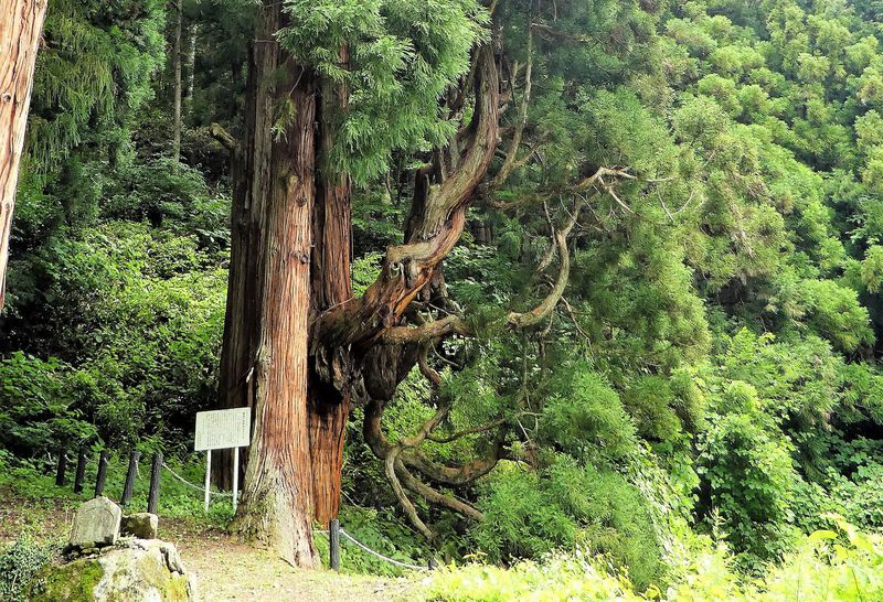 群馬県嬬恋村の隠れパワースポット！「鳴尾の熊野神社大杉」