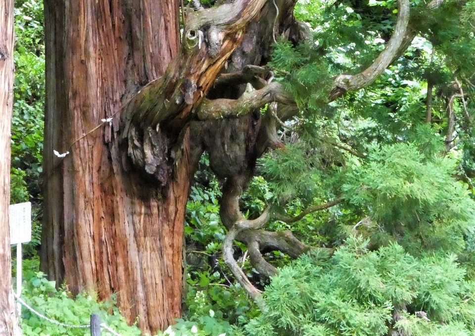 さかさ杉とも呼ばれている鳴尾の熊野神社大杉