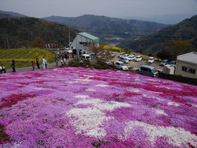 歴史感じる街を彩る様々な花々たち…徳島県美馬市『うだつの町並み』周辺の花見どころ