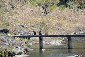 �������̐����u������v�̏��āB�����������{�̕��i����ȉԂ̋L���T���l�C��