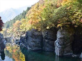 渓谷の紅葉を満喫　日本三大秘境の一つ徳島県の祖谷川を遡る