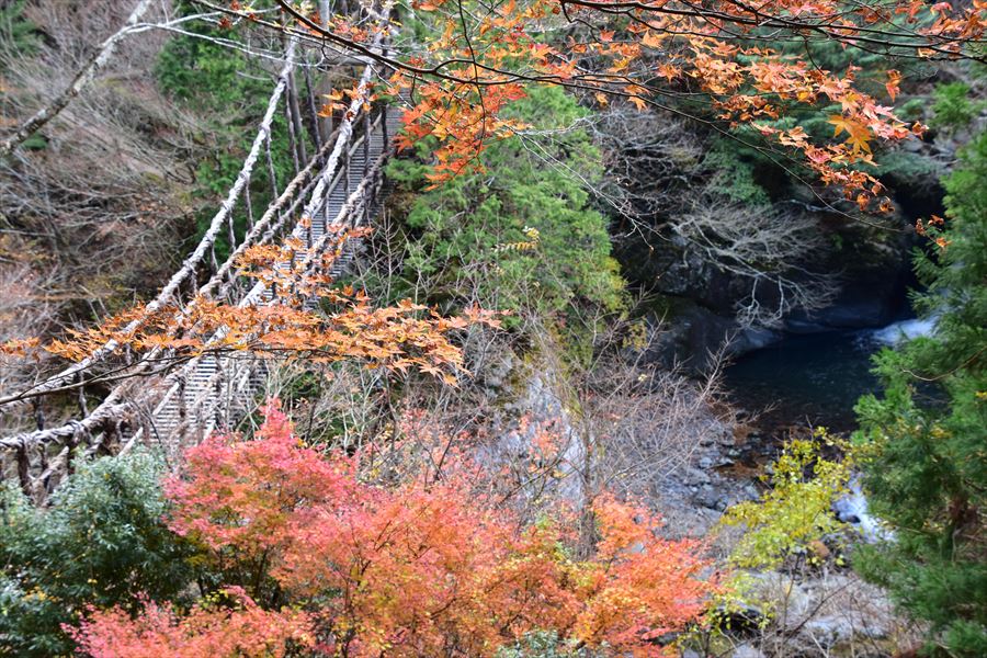 渓谷の紅葉を満喫 日本三大秘境の一つ徳島県の祖谷川を遡る 徳島県 Lineトラベルjp 旅行ガイド