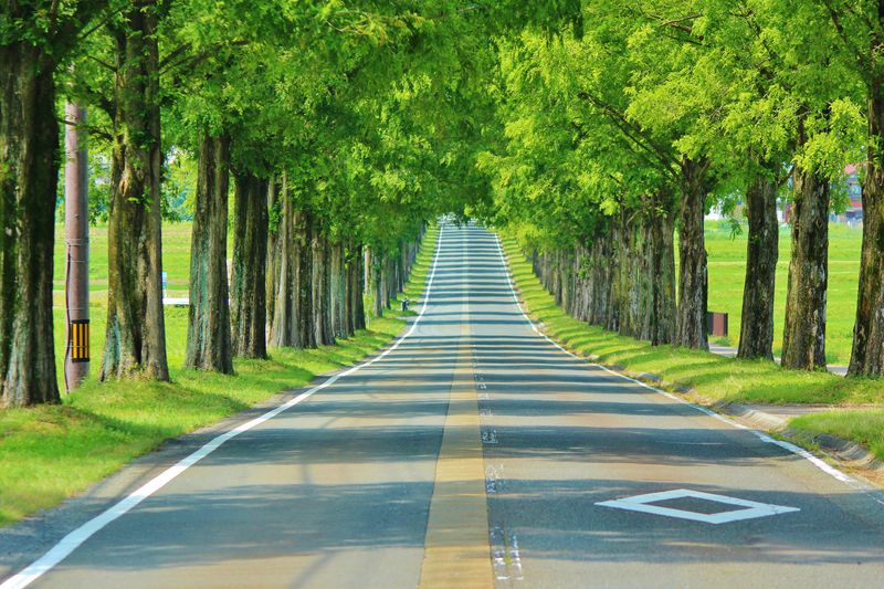 滋賀・マキノ高原のメタセコイア並木道は美しすぎる感動ドライブルート！