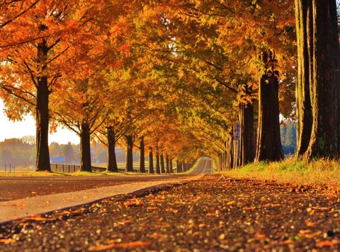 秋の絶景を見るならコレ！紅葉の名所人気ランキングTOP15の記事サムネイル