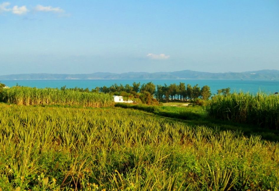 沖縄の原風景が残る古宇利島の探索ポイント