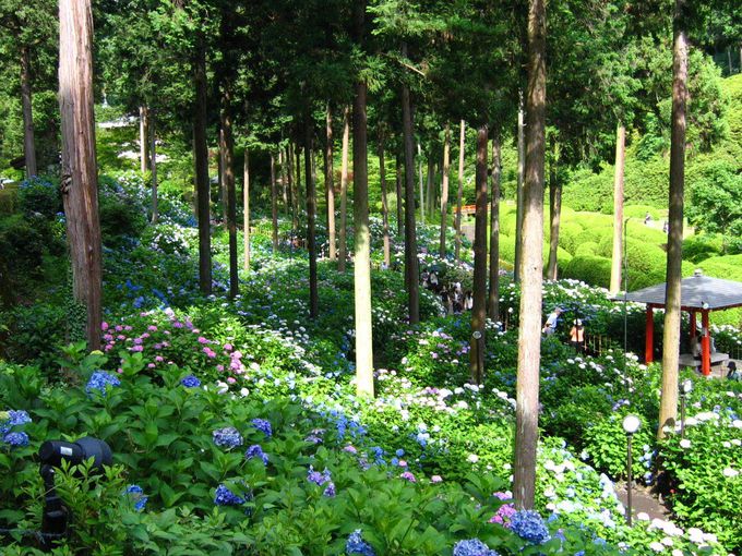 京の初夏を彩るあじさい園