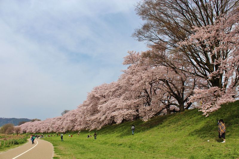 京都「背割堤」は注目の桜スポット！「さくらであい館」の展望塔を登ろう