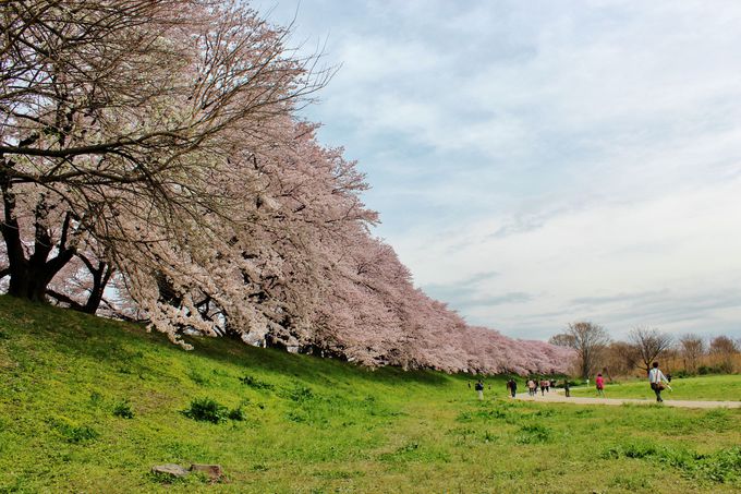 背割堤の桜並木を堪能しよう