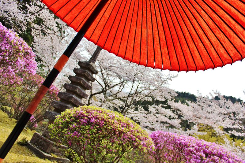 春もやっぱり1日100人限定！京都洛北・白龍園は春も見逃せない美しさ！