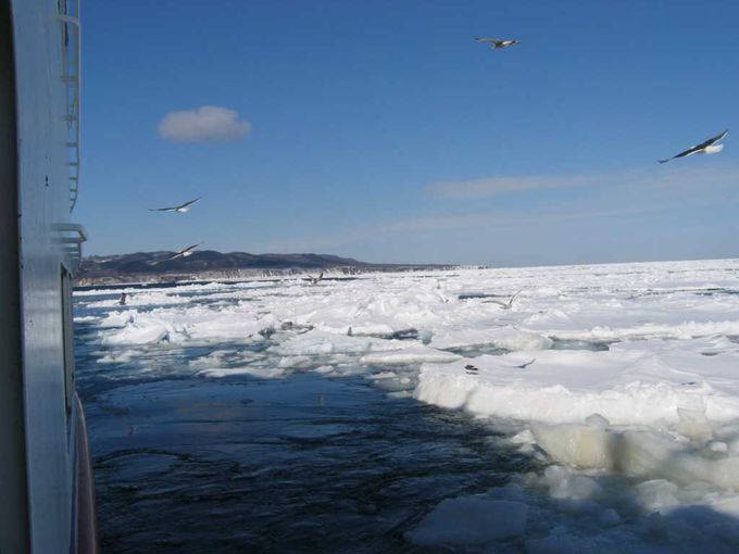 砕氷船に乗って、流氷の海へ
