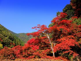 1日100人限定！京都「白龍園」は知る人ぞ知る紅葉の穴場