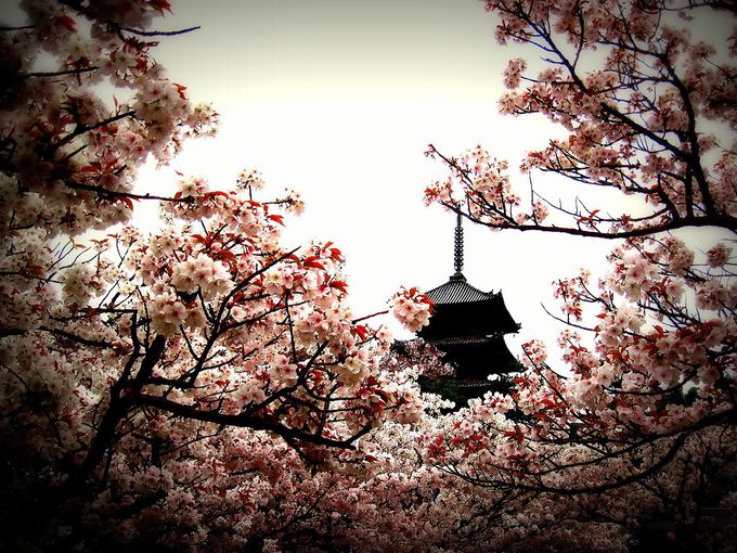 目線の高さで楽しめる!京で最後に咲く桜の名所「京都・御室仁和寺」