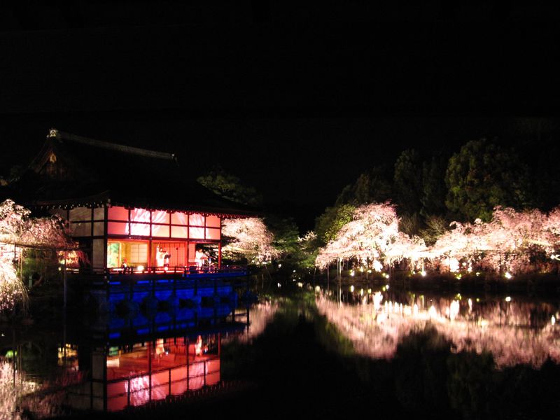 幽玄なり！夜桜と音楽の饗宴！「平安神宮紅しだれコンサート」