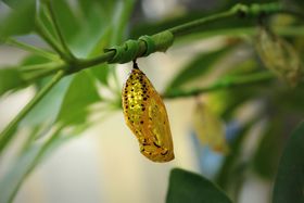 ������匁I�R�z���œ��{�ő�̃`���E�u�I�I�S�}�_���v�����悤�I�`����̋L���T���l�C��