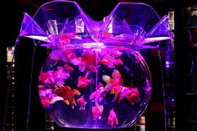 ���E��Y�E�����ɋ����������I�u�A�[�g�A�N�A���E����v�J�Ãb�I�̋L���T���l�C��