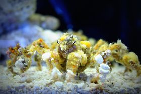 ���́E���{��n�R�Ȑ����فH�a�̎R�́w�G�r�ƃJ�j�̐����فx���v�킸�����������Ȃ�I�̋L���T���l�C��