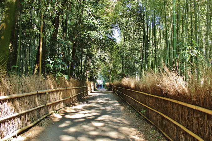 野宮神社から北へ、竹林の中に新たな散策路が