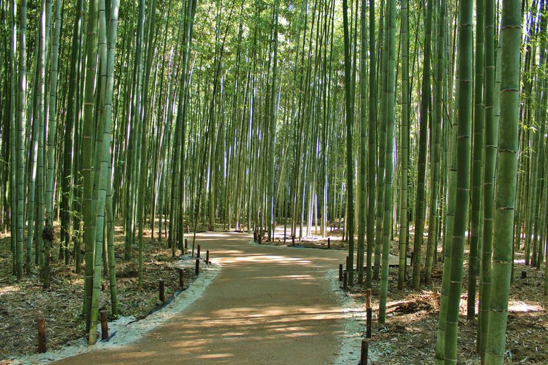 これは穴場！嵐山・嵯峨野の竹林に新名所「竹林の散策路」が登場！