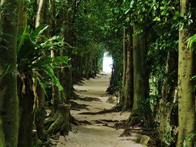「備瀬のフクギ並木」はまるでトトロのトンネル!?沖縄の原風景を楽しもう