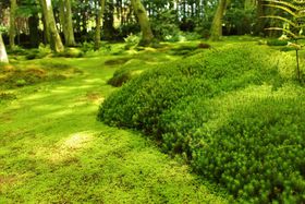 �V�΂̋��s�u�_�����v�̓��t���t�̑ۂ��f���炵���뉀�I�̋L���T���l�C��