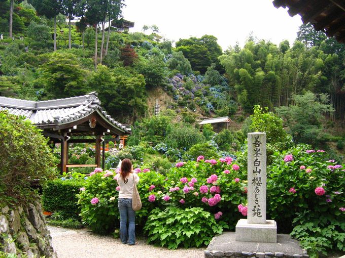 初夏の京都 善峯寺 へあじさいの絶景を見にいこう 京都府 トラベルjp 旅行ガイド