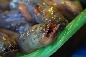 LC̃GCAIX{̈|I邨yYTI̋LTlC