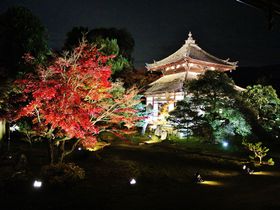 1日100人限定！京都「鹿王院」ライトアップ夜間特別拝観