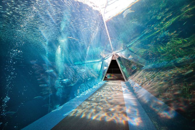 環境水族館 アクアマリンふくしま の見どころ徹底ガイド 福島県 Lineトラベルjp 旅行ガイド