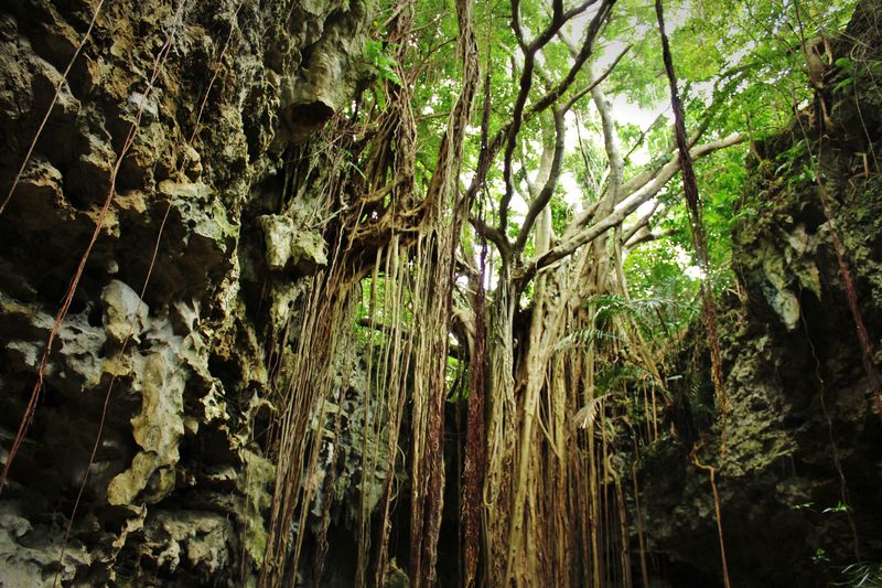 沖縄「ガンガラーの谷」で感動体験ツアーに出発しよう！ | 沖縄県 | LINEトラベルjp 旅行ガイド