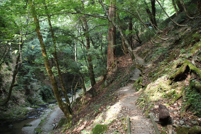 若狭地方最大の落差 福井 野鹿の滝 の涼感に癒されよう 福井県 Lineトラベルjp 旅行ガイド