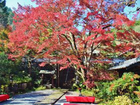 京都最速！亀岡「神蔵寺」の紅葉が穴場で人に教えたくない！