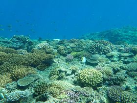 �ߔe�`�ɂ܂����̃T���S��!?�C��ό��V���D�uARKREX I�v�ł���y�N���[�Y�I�̋L���T���l�C��