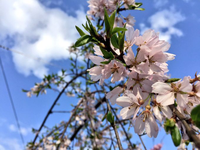 東北の被災地と京都を繋ぐ絆の桜「キミマツサクラ」