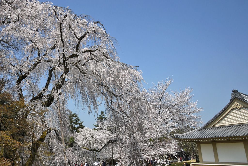 京都「醍醐寺」で醍醐の花見！秀吉が最後に見た桜を愛でよう