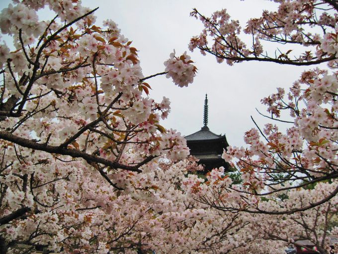 遅咲きの「御室桜」を楽しもう！