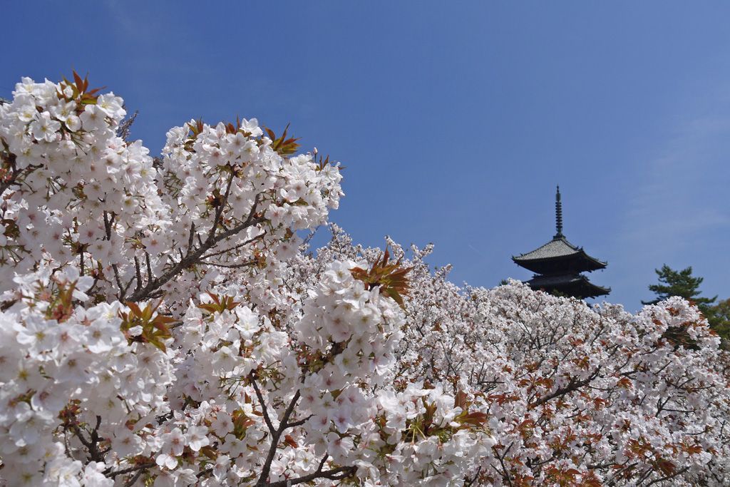 遅咲きの「御室桜」を楽しもう！