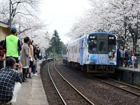 のと鉄道を彩る満開の桜トンネル！〜能登さくら駅〜