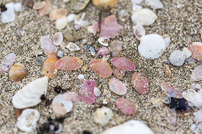 ピンク色のさくら貝は西能登の冬の風物詩！